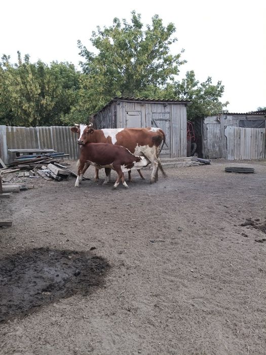 продам 4 коровы 7 телят подсос