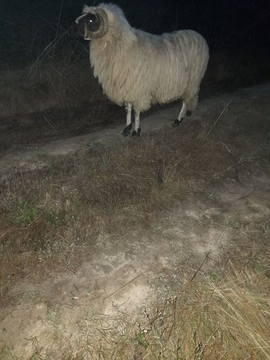 Disponibil berbec