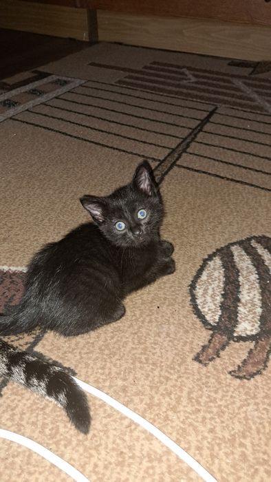 Отдам котят  бесплатно