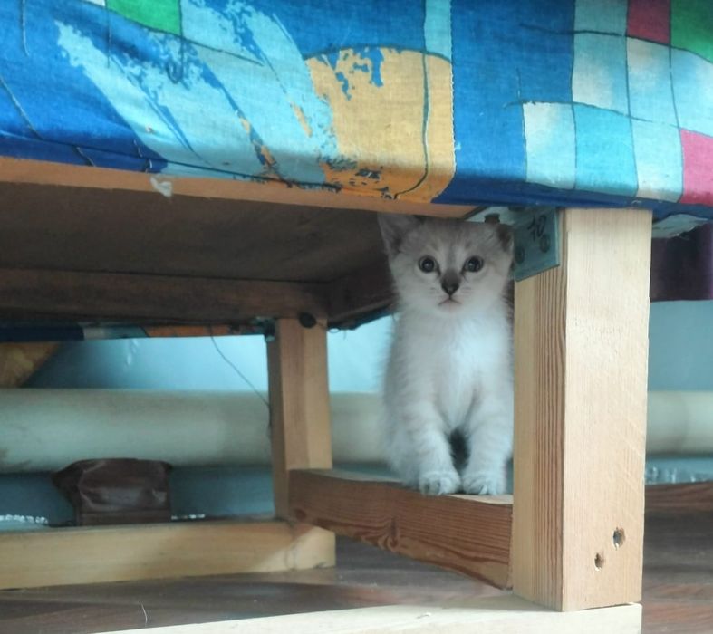 Отдаём без оплаты замечательных малышей