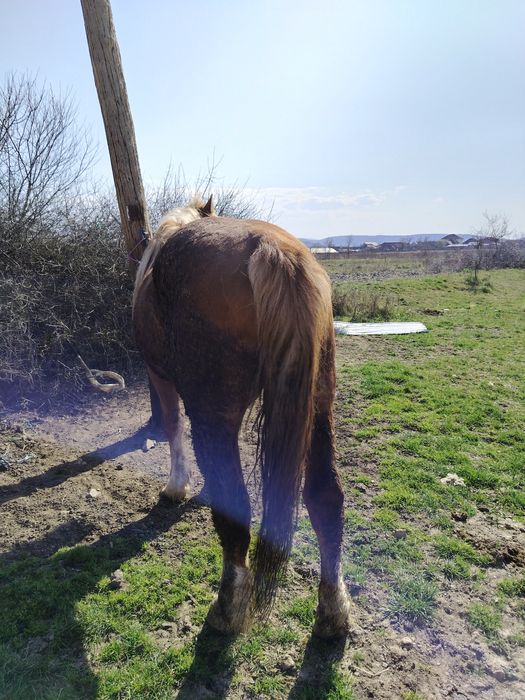 Vând mânz blond (sarg)