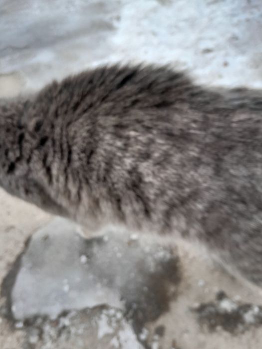 Котята ищут дом.