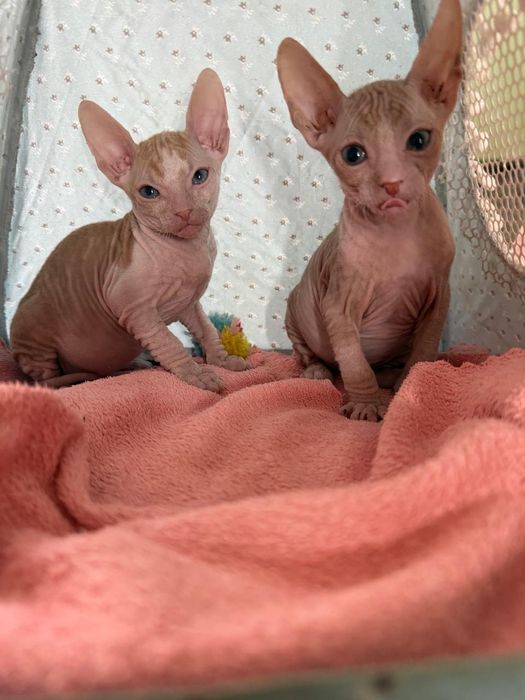 Продаю котят сфинксов