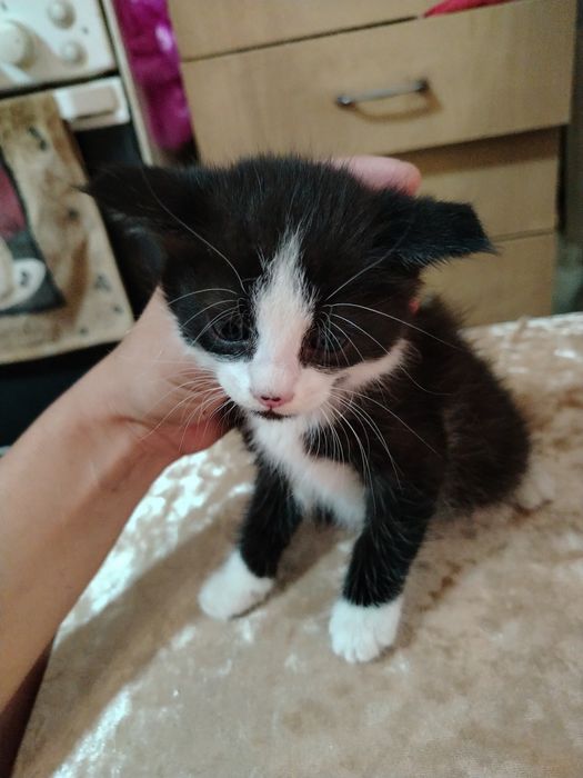 Котенок мальчик!