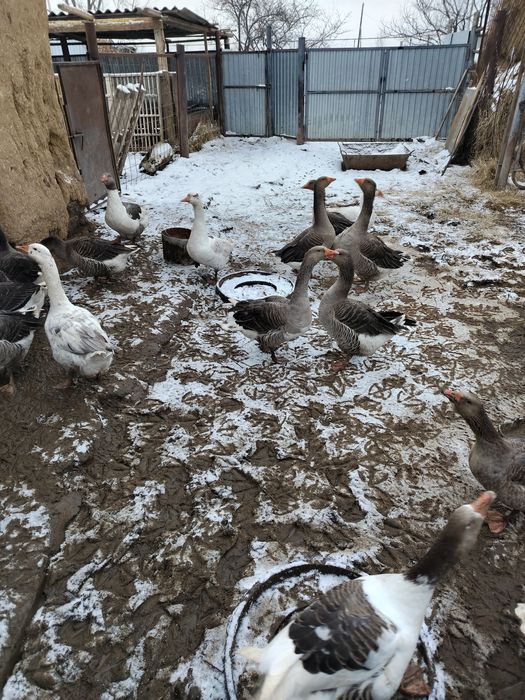 Продам гусей на племя