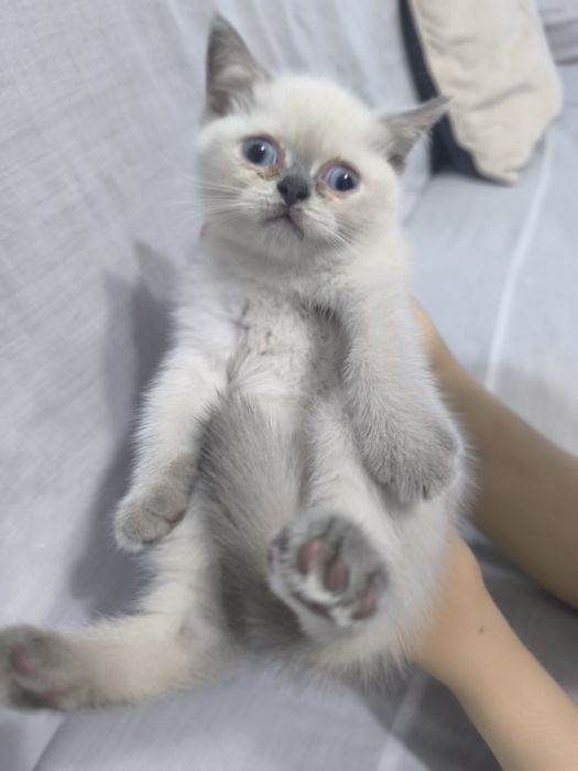 Шотландский скотиш страйт