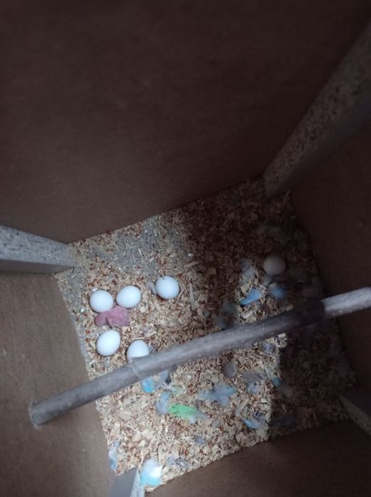 valnistila sotiladi tayyor parla