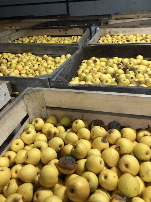 Vand mere Golden ideale pentru tuica sau suc