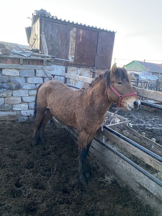 Айғыр сатылады к