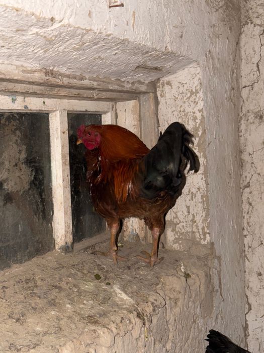 Кораздар 7еу 5мыннан