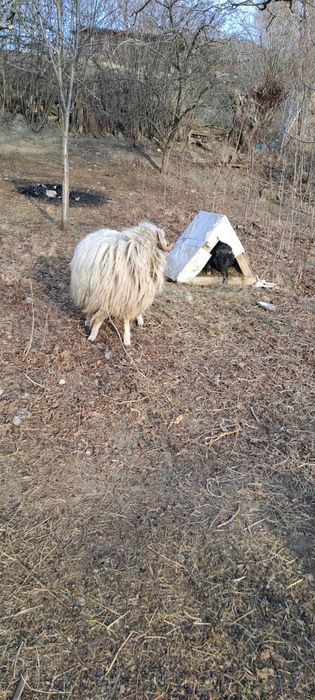 Berbec balt la vanzare