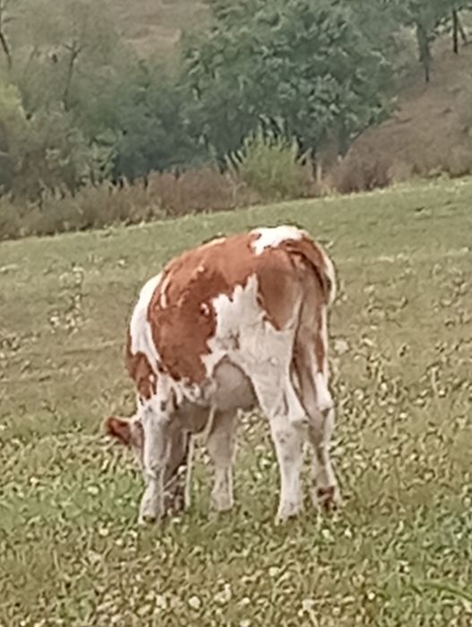 De vânzare, vițică și o capră