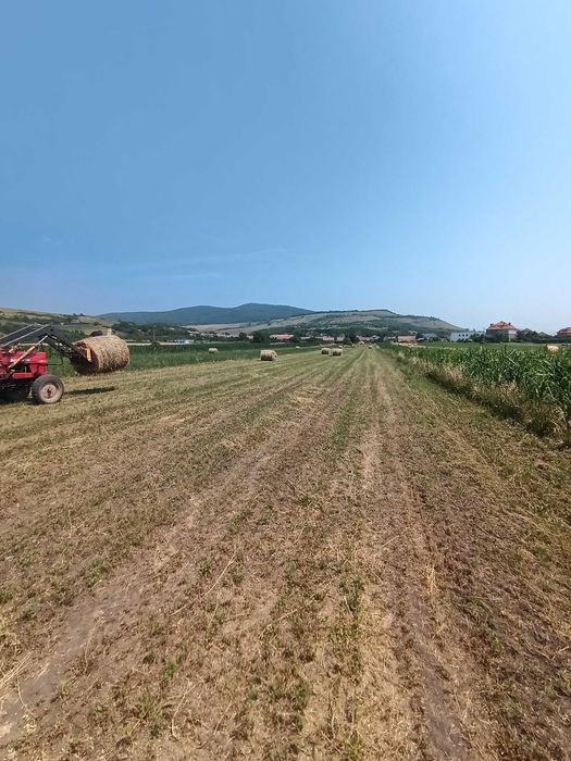 Vînd baloți de lucernă neploată, coasa a treia