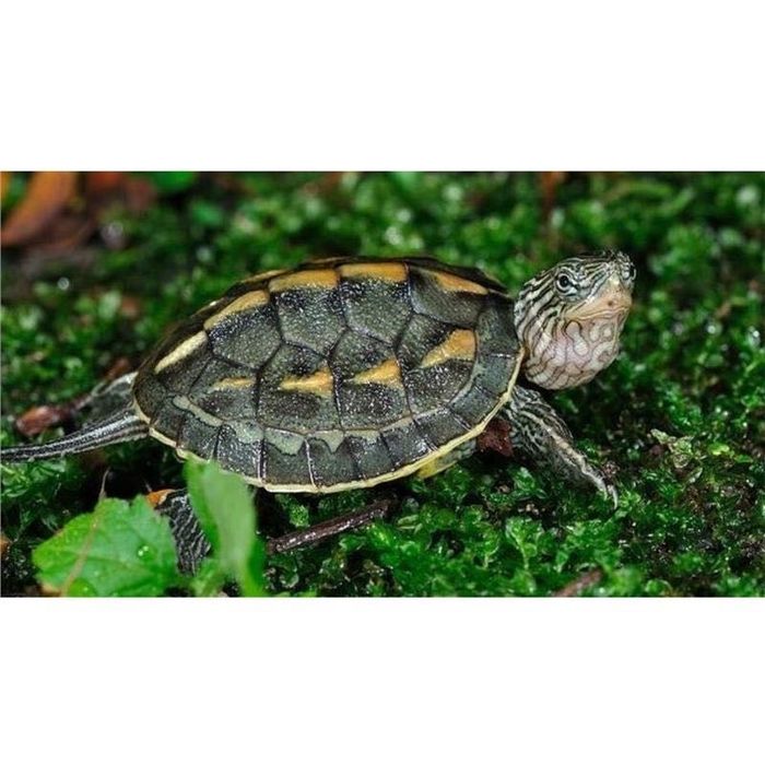 Țestoase, broaște testoase