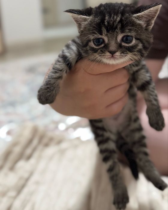 Котенок в добрые руки