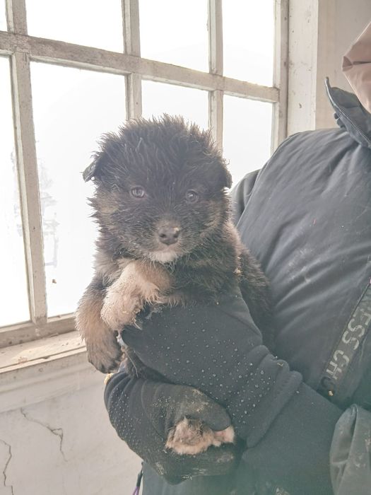 Щеночки в добрые руки