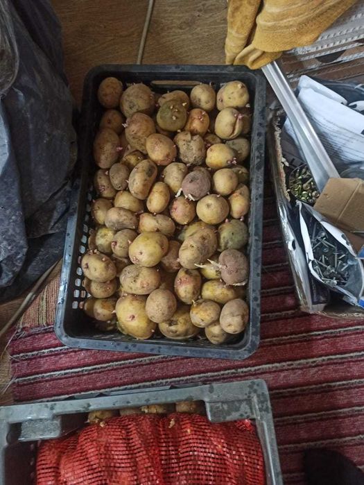 Картофель семенной и едовой. Дачный.