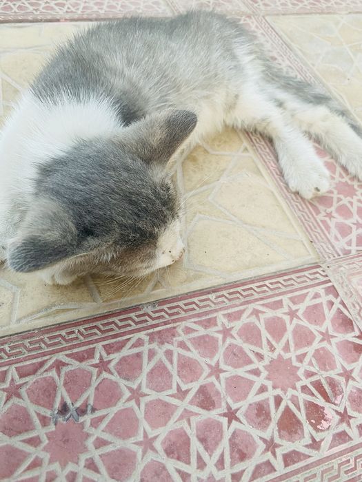 Отдаю котенка в добрые руки