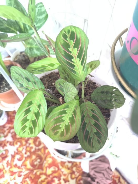 Чиройли ва нойоб гуллар