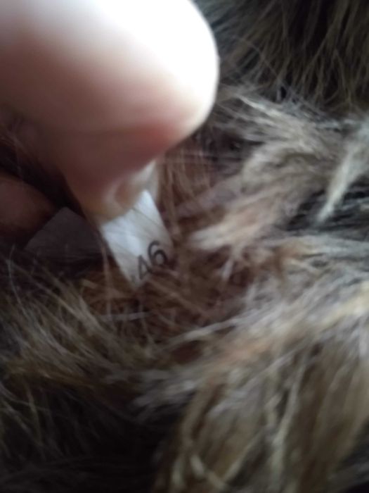 Cojoc Dama L-XL (46) Favior Orastie Blana Naturala, NOU - 475 lei