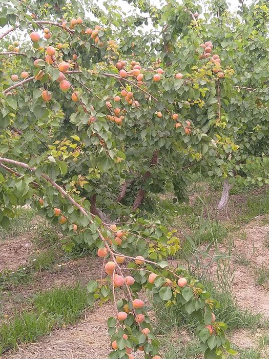 Урик перитса рубитса йубле курсодик вандеркот ва бошка сортлари бор