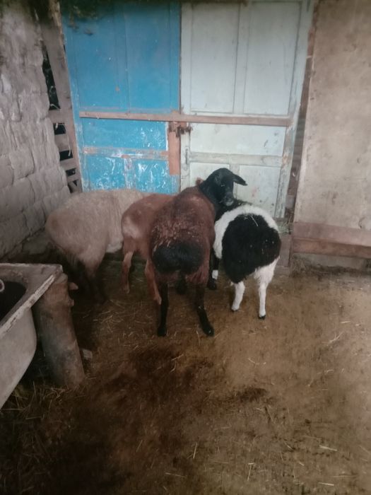 Тұсақ буаз Тоқтылар