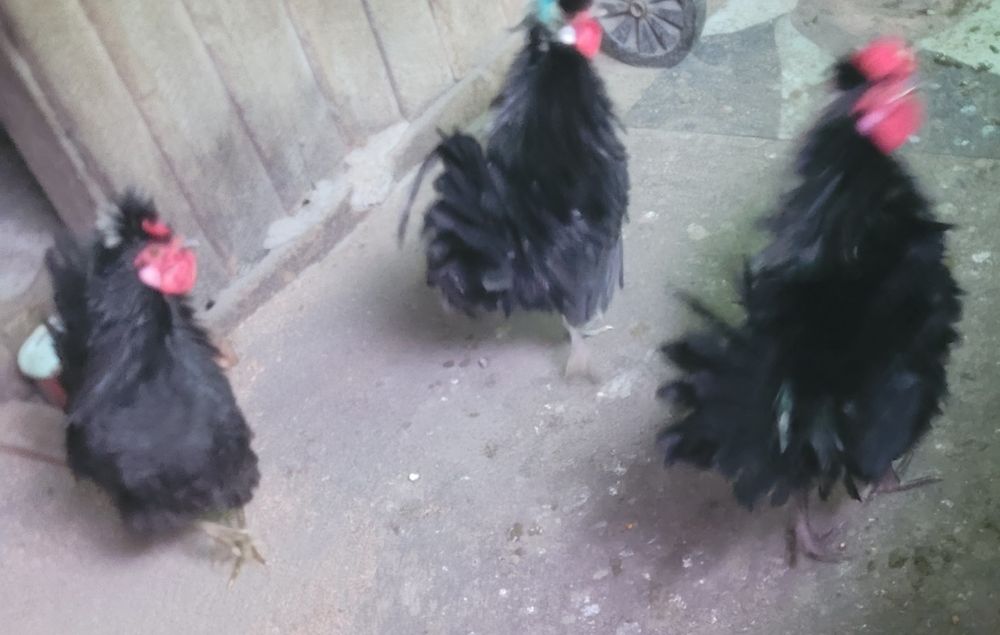 Cocosei frizati  2025