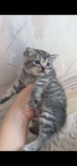 котята породистые