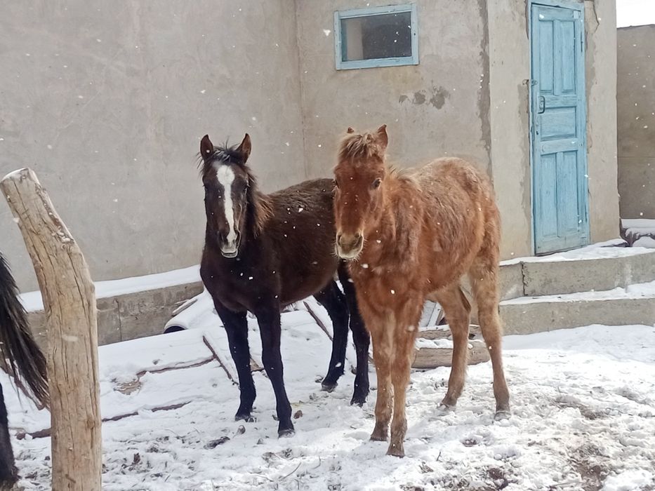 Еркек тайлар сатылады