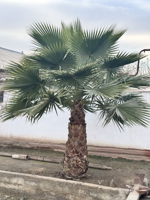 Palma manzarali daraxti