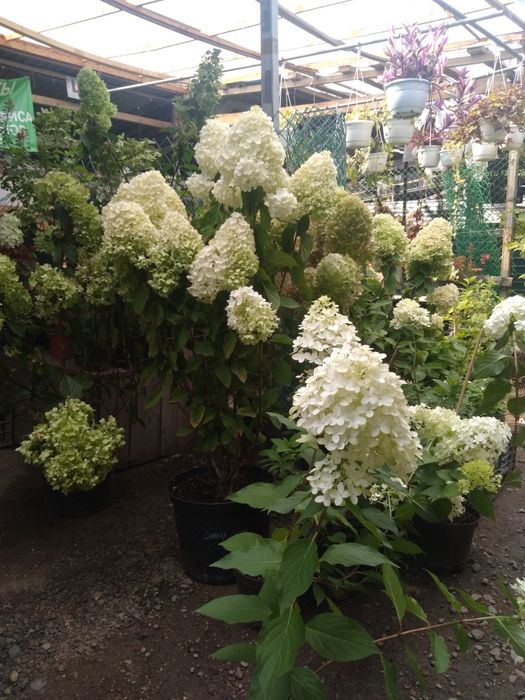 Садовник Агроном