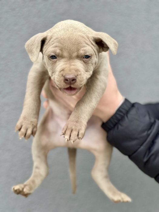 Питбул  blue fawn