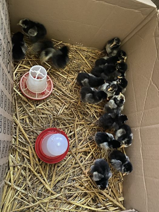 Pui wiandotte gsg si argintiu