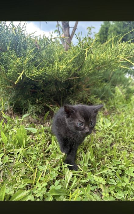 Pisici spre adoptie