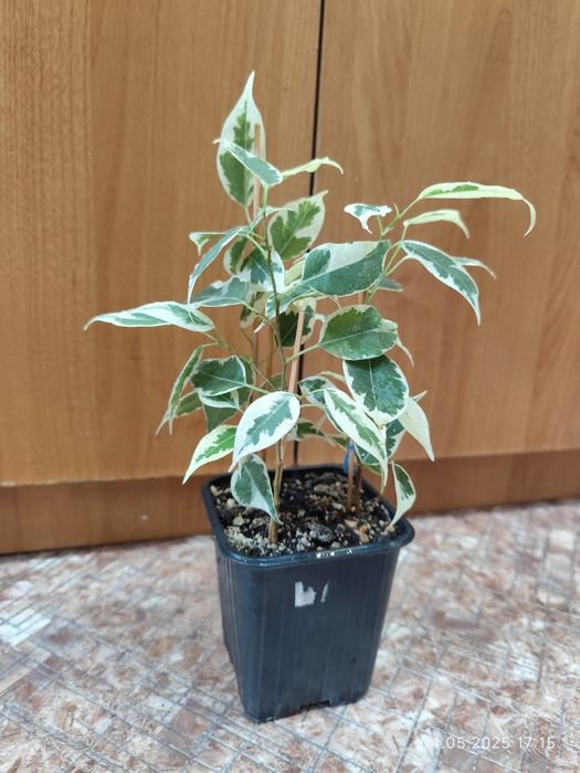 Фикус Бенджамина