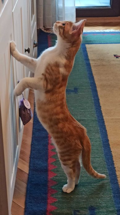 Търсим дом за Арти