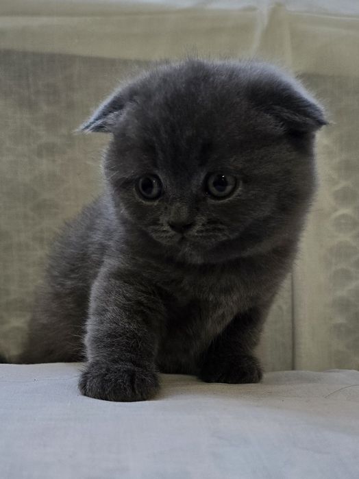 Scottish fold și Scottish straight  blue.