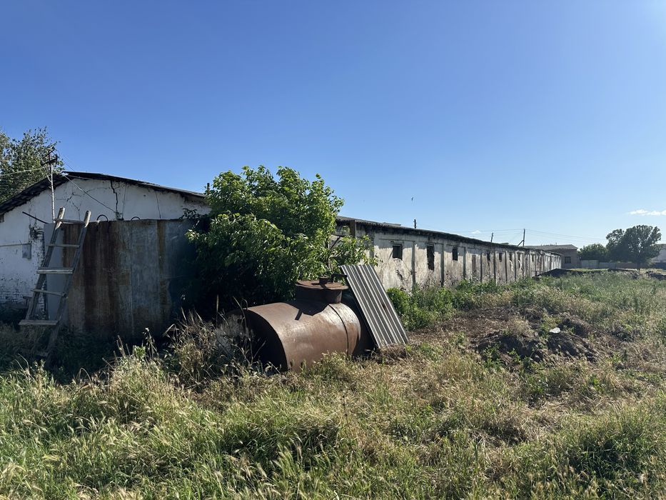 Ferma sotladi maniz Tolabi oq tomda