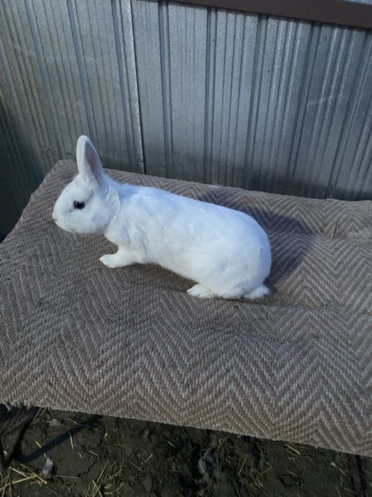 Disponibila o femela pitic