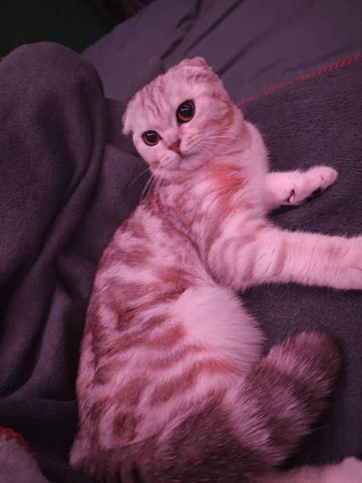 шотландская вислоухая кошка