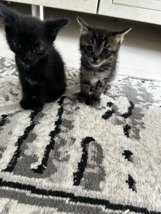 Отдам даром котят