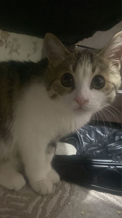 В хорошие руки кота