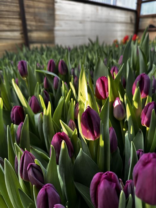 Тюльпаны оптом и розницу