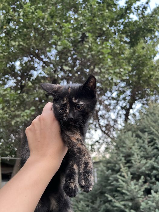 Отдам котенка в добрые руки