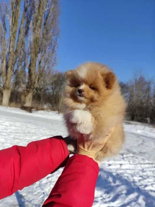 Померанский шпиц 2 девочки