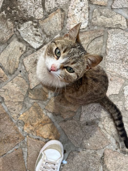 Ofer pisicuta blanda