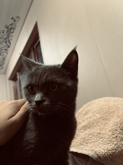 Shatlanskiy strayt mushuk