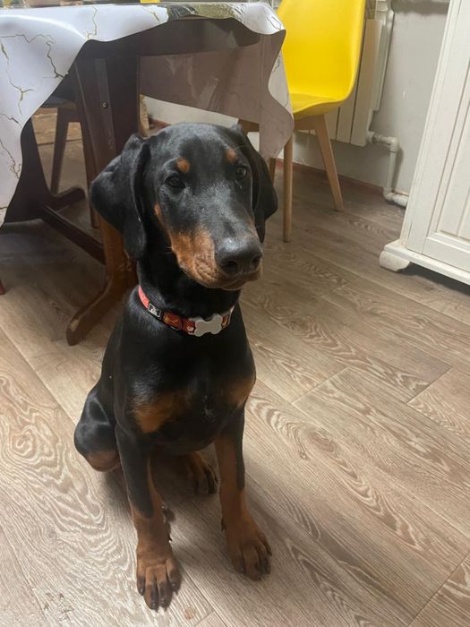 Продам щенков добермана