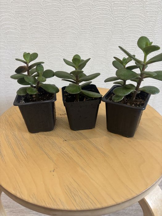 Комнатные цветы от 800 тенге