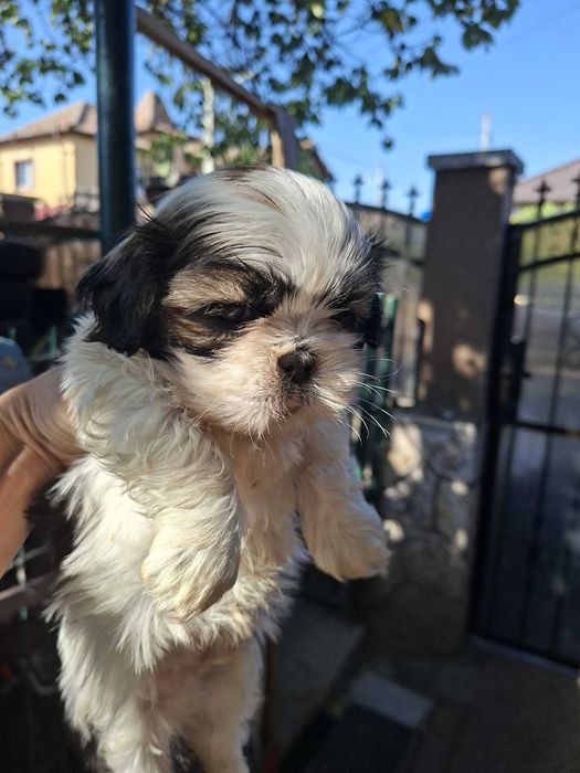 shih tzu talie mica foarte frumos rasa pura detin ambii parinti